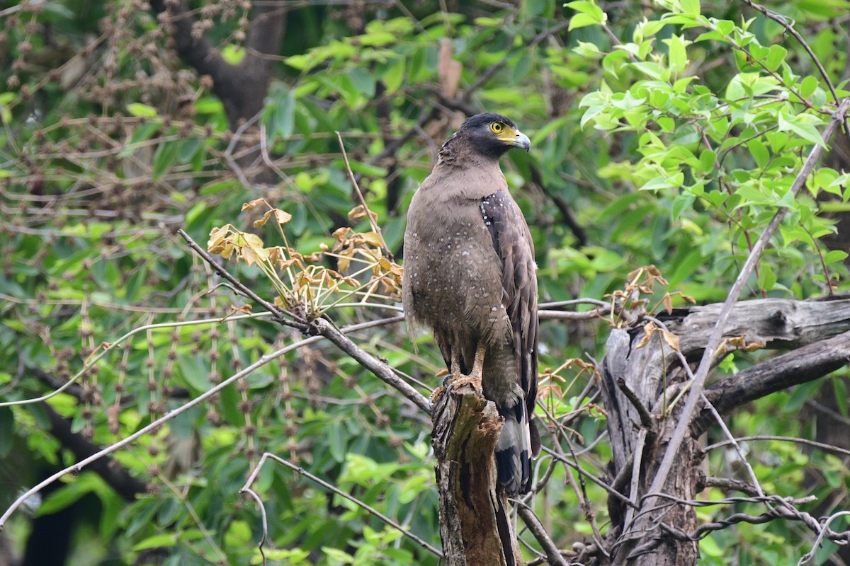Crested Serpent-Eagle - ML621054416