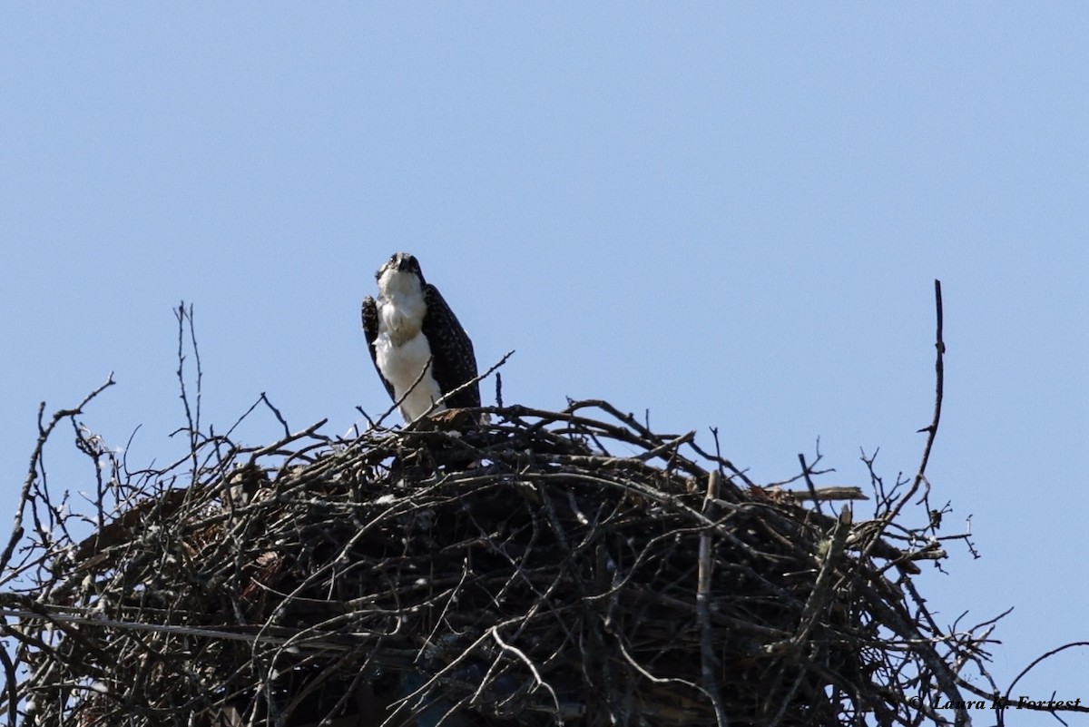 שלך - ML621054419