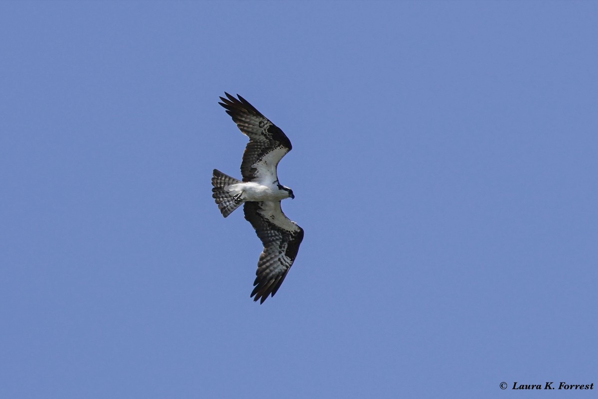 Загасч явлаг - ML621054420