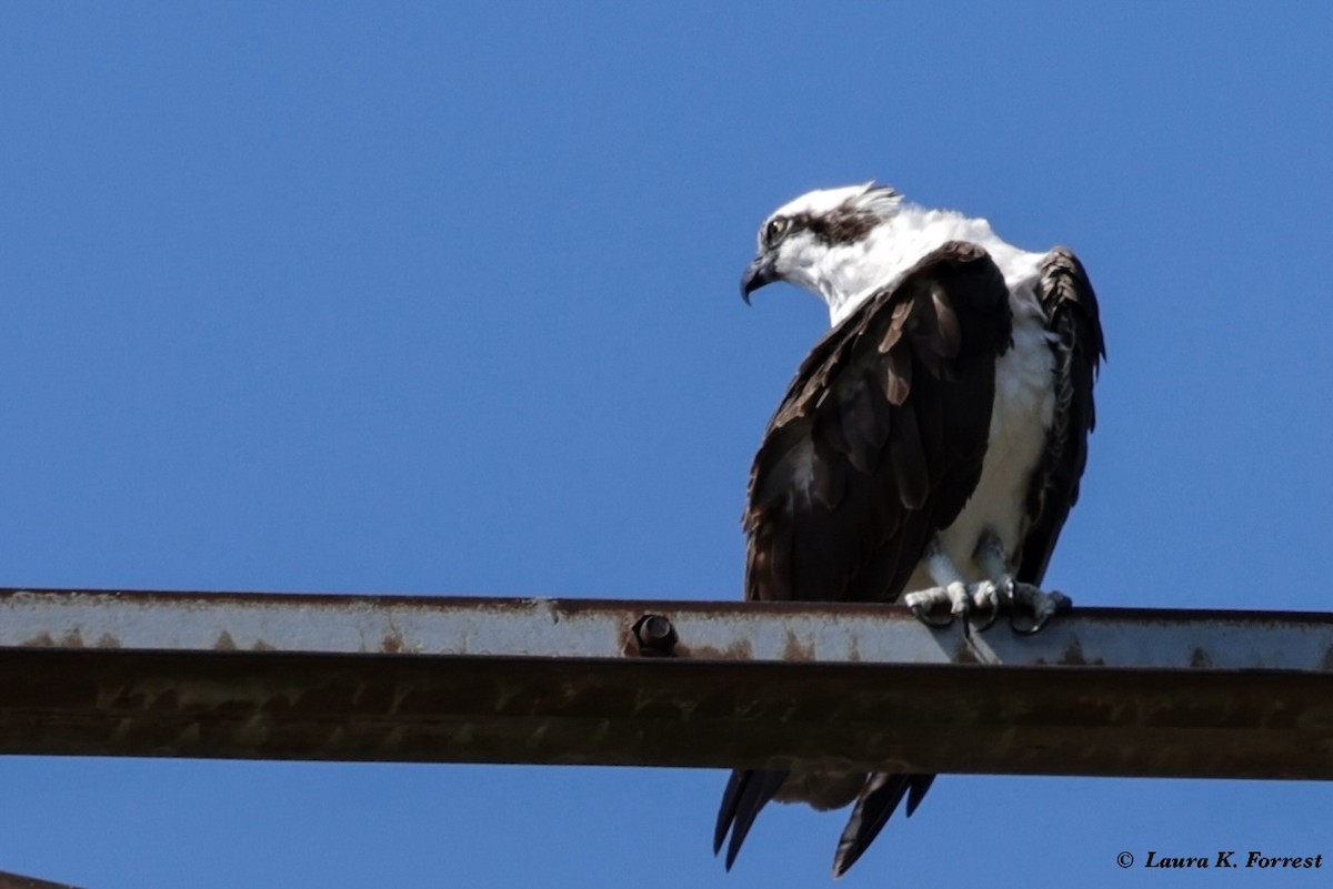 שלך - ML621054421