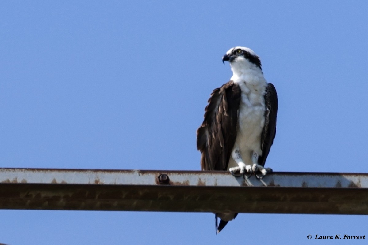 שלך - ML621054422