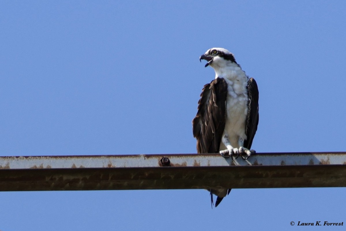 שלך - ML621054423