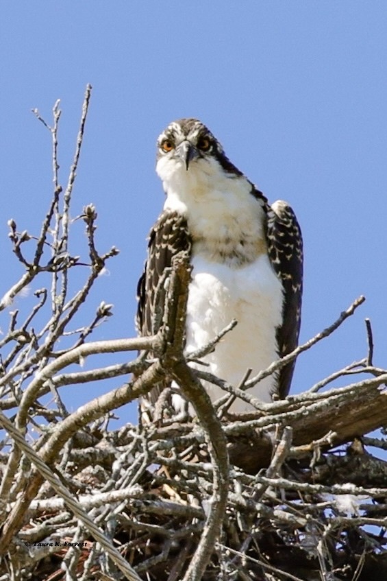 שלך - ML621054424