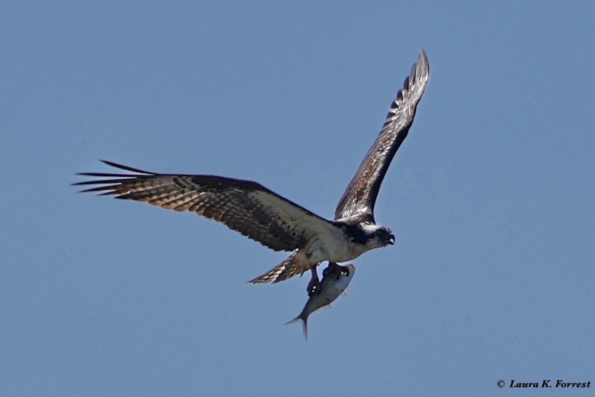 שלך - ML621054425