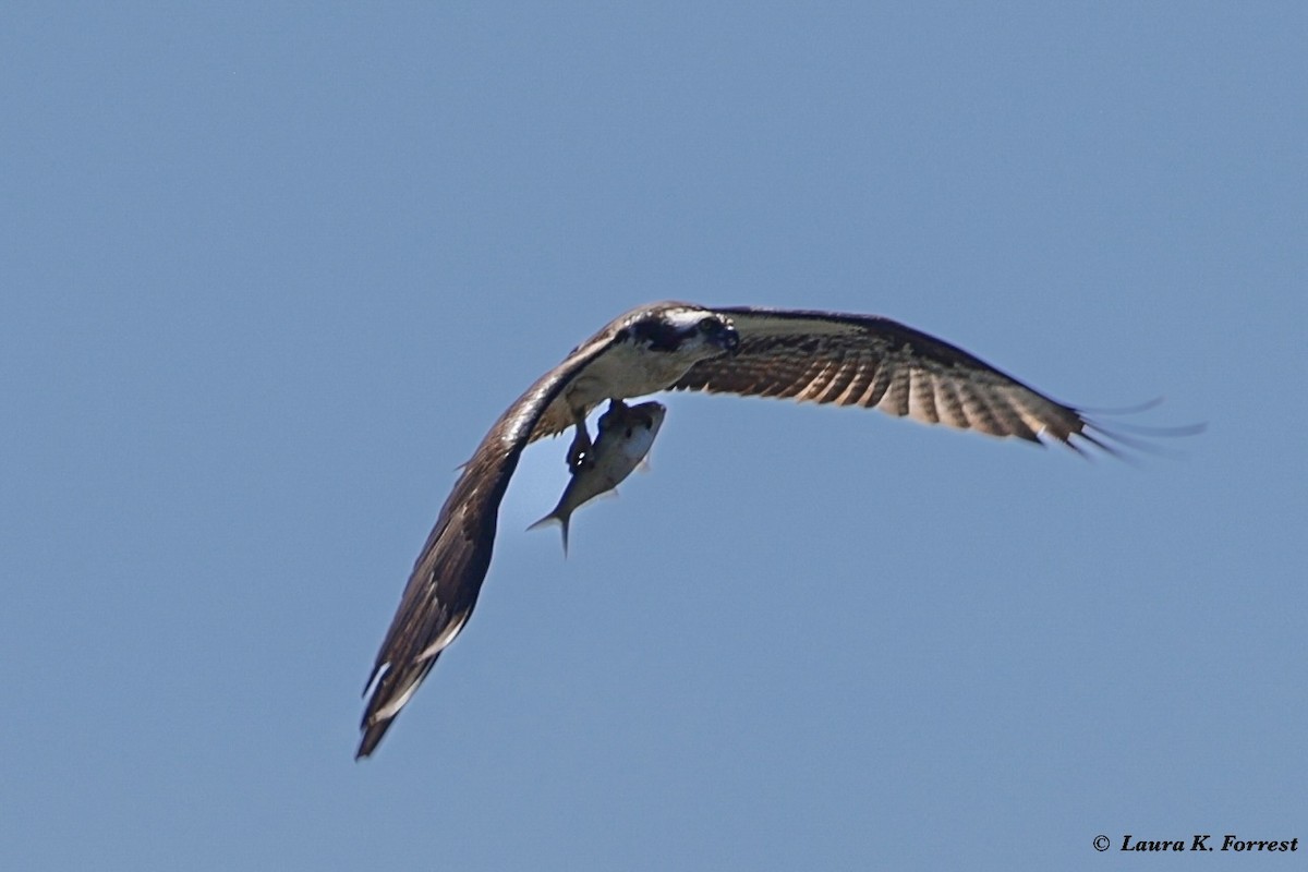 שלך - ML621054426