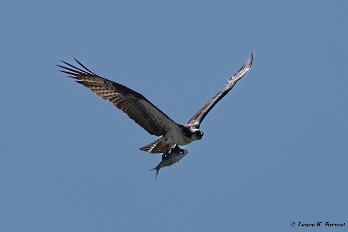 שלך - ML621054427