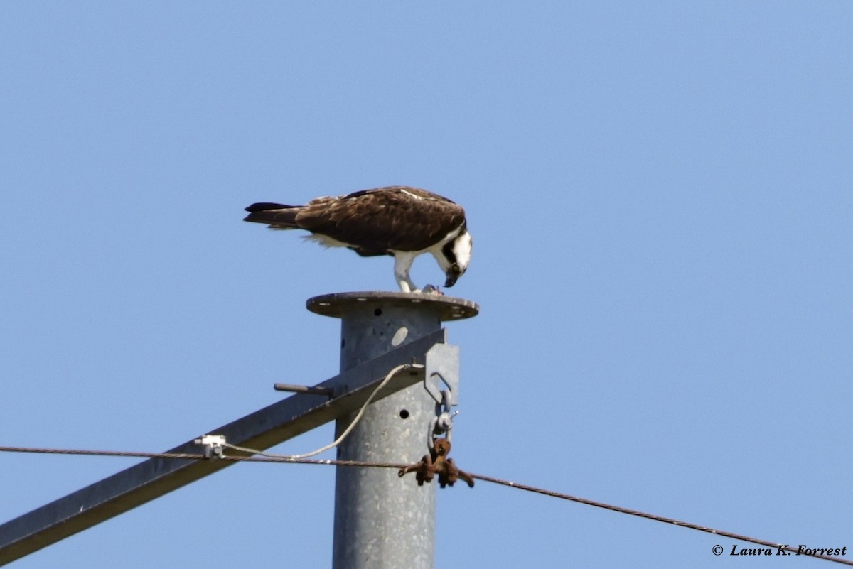 שלך - ML621054428