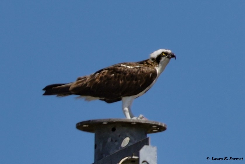 שלך - ML621054429