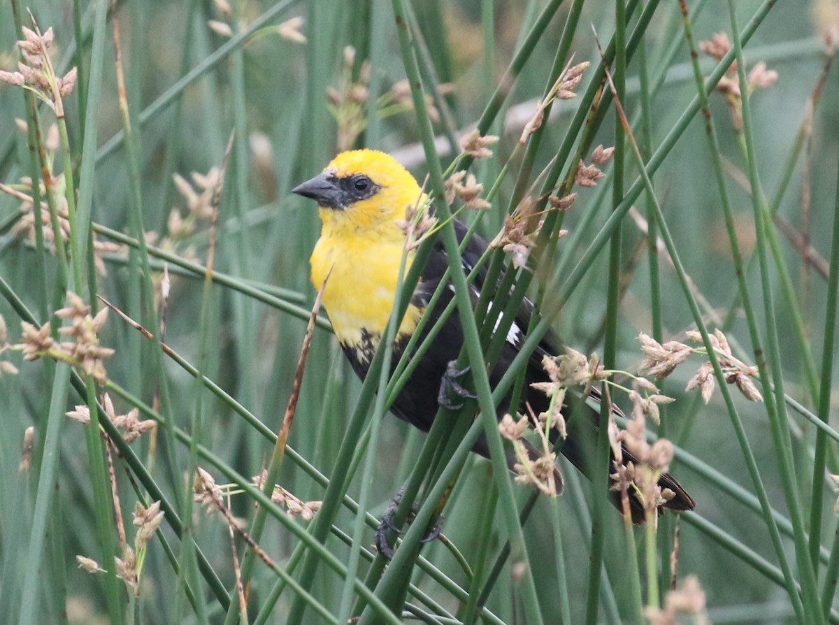 Yellow-headed Blackbird - ML621054431