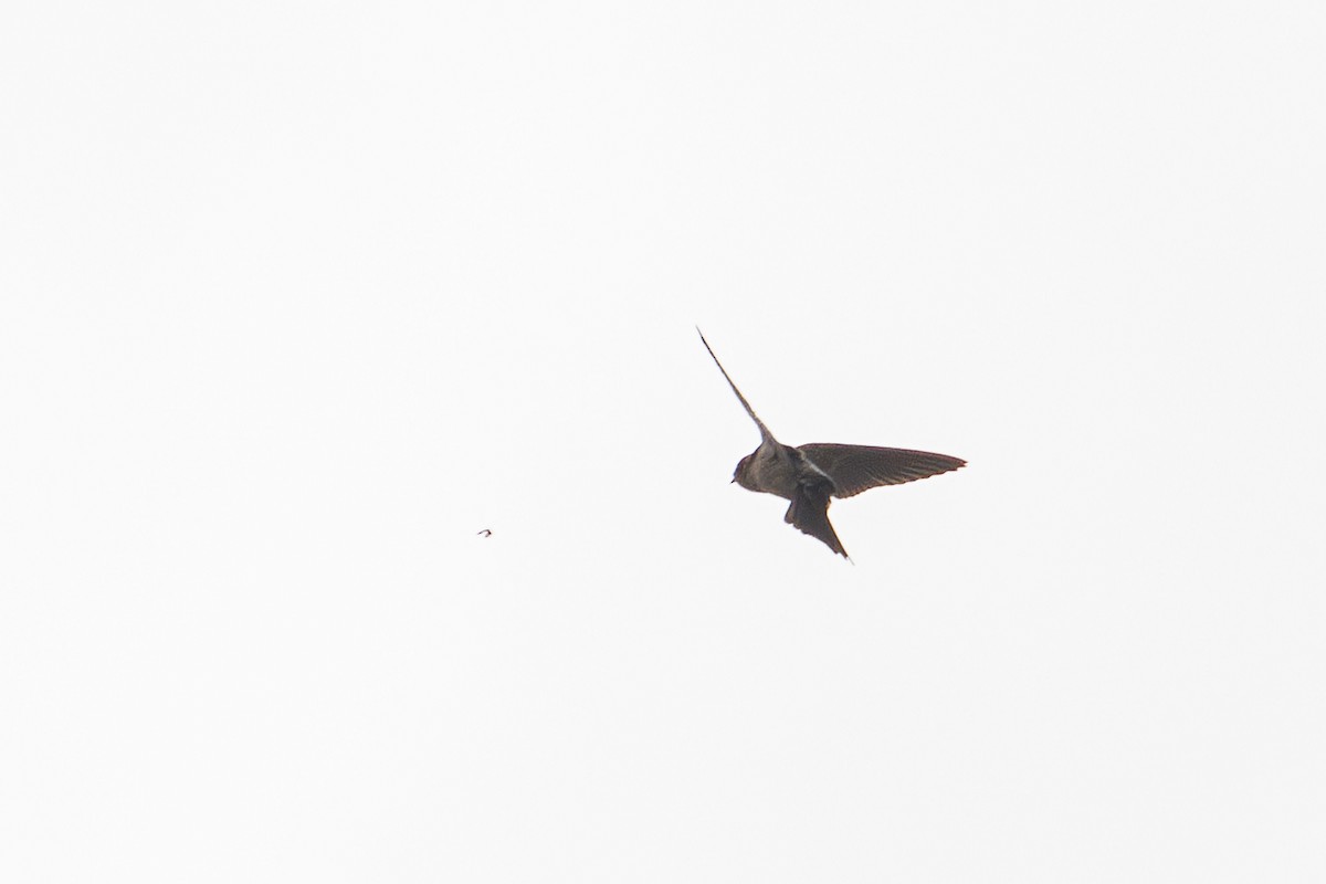 Brown-bellied Swallow - ML621054442