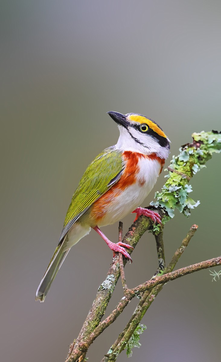 Chestnut-sided Shrike-Vireo - Greg Homel