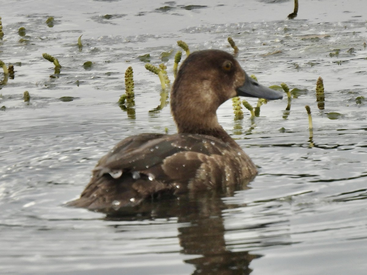 Greater Scaup - ML621054508