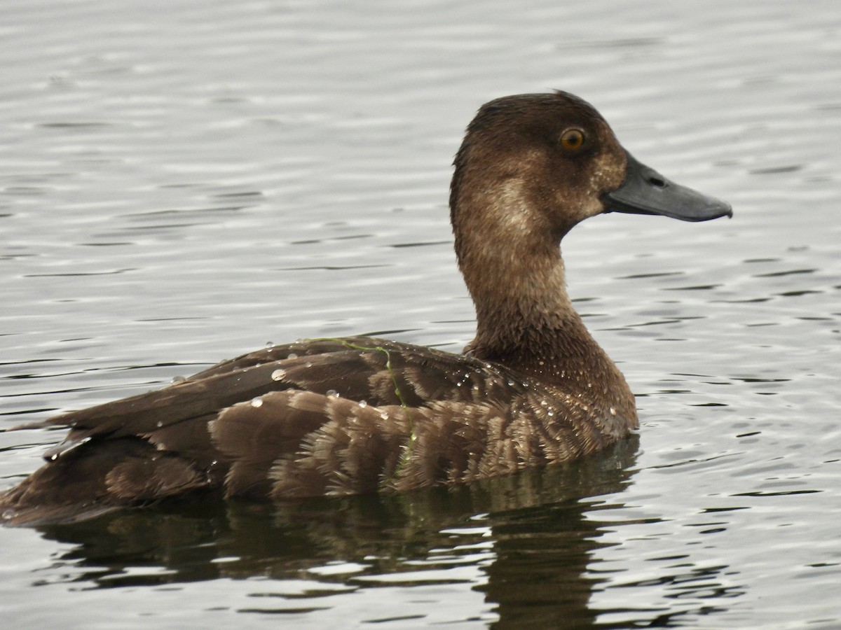 Greater Scaup - ML621054509