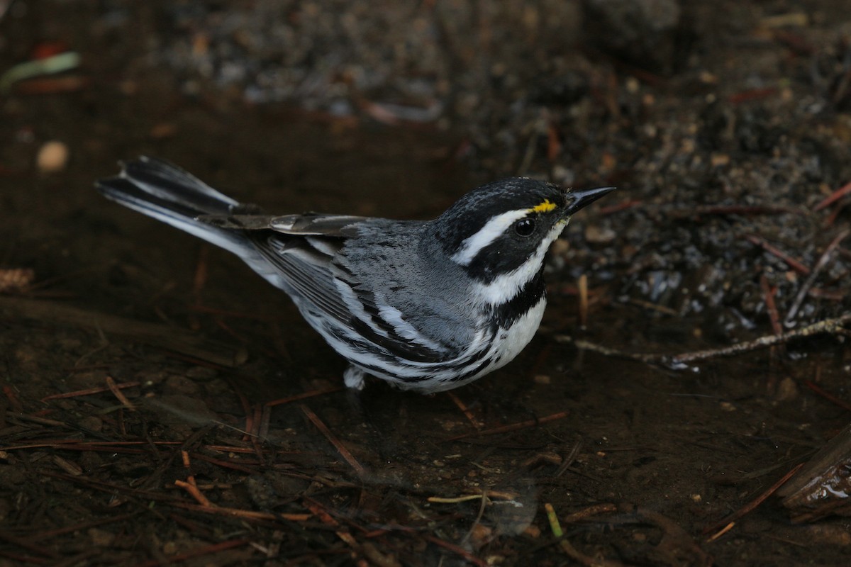 Black-throated Gray Warbler - ML621054517