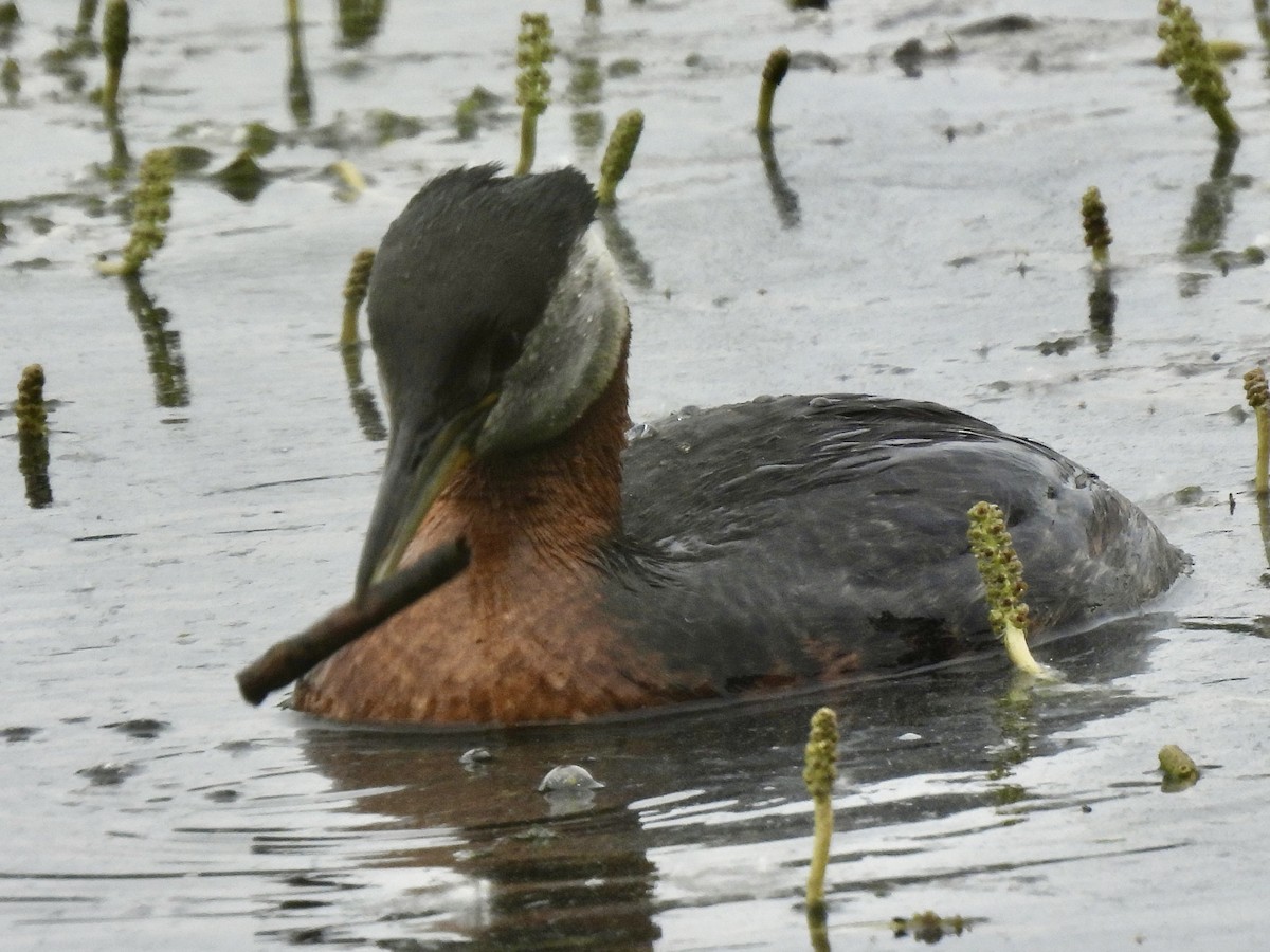Red-necked Grebe - ML621054518