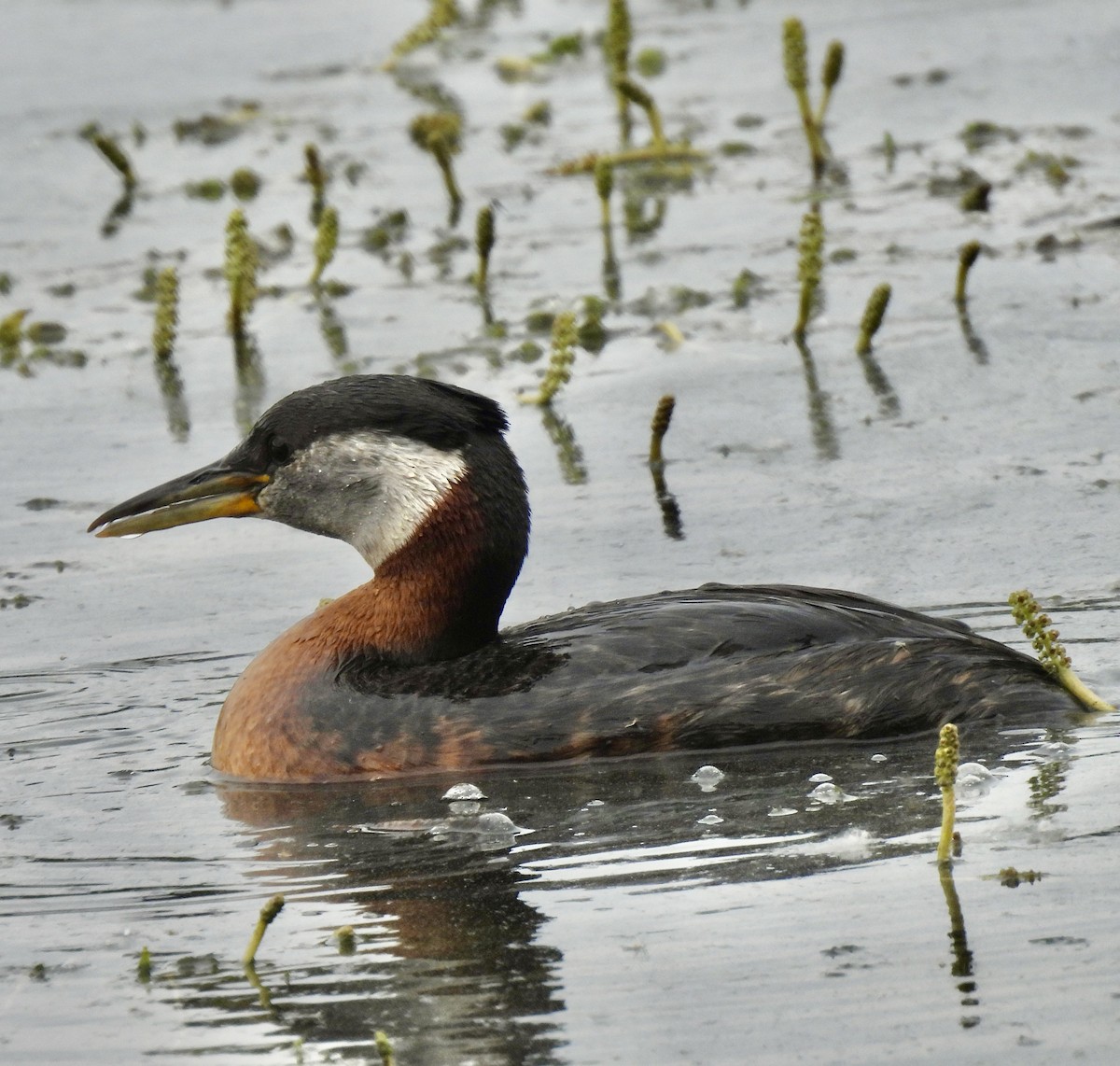 Red-necked Grebe - ML621054519