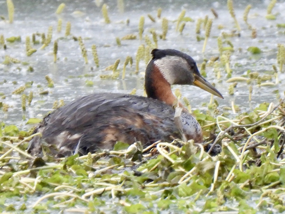 Red-necked Grebe - ML621054520