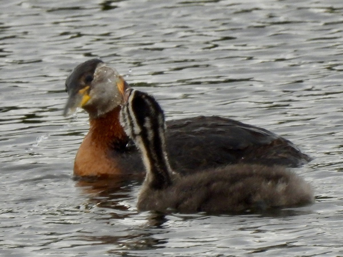 Red-necked Grebe - ML621054521