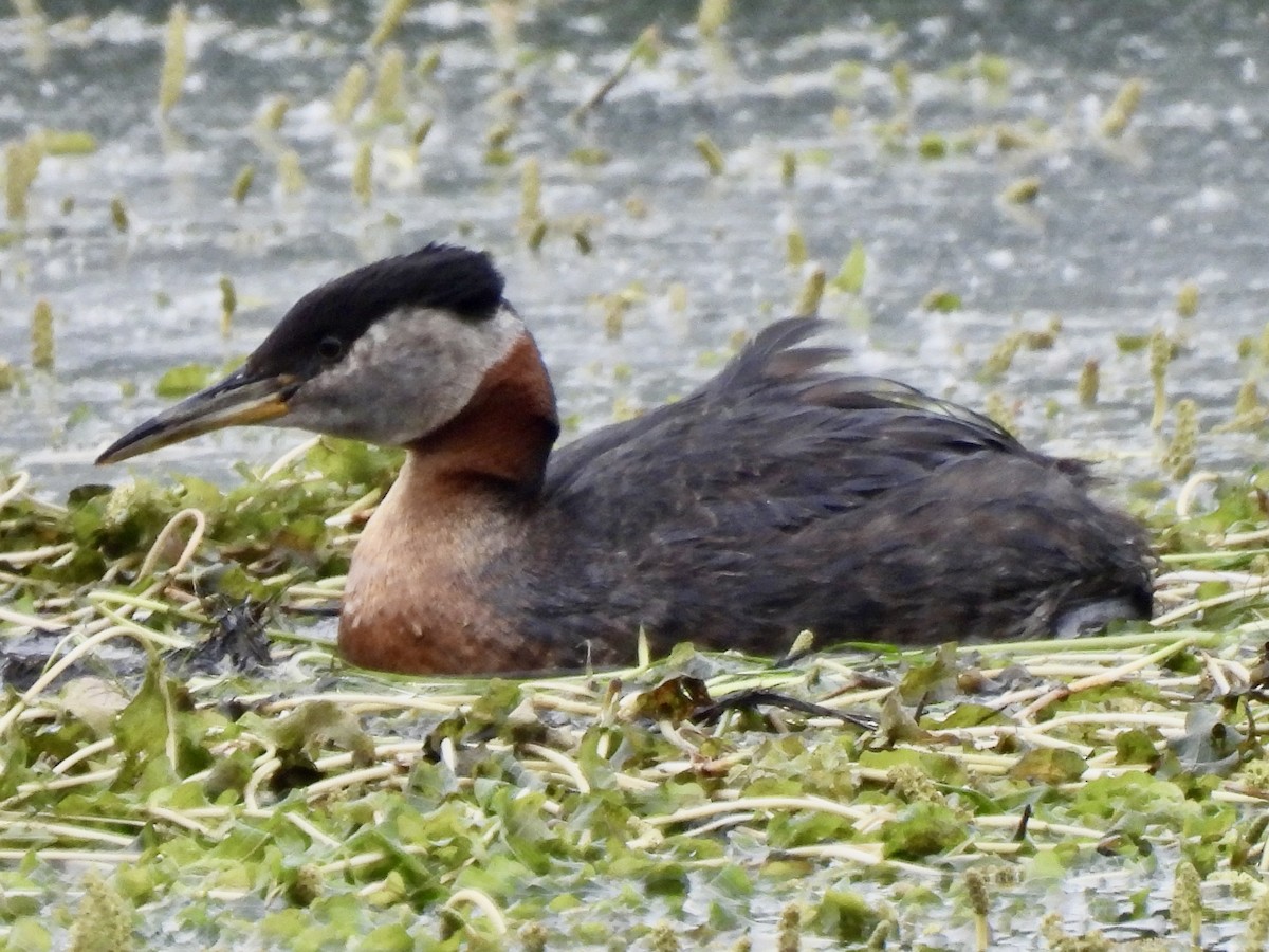 Red-necked Grebe - ML621054522