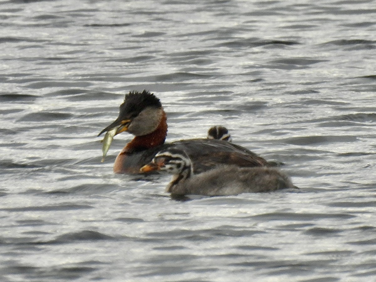 Red-necked Grebe - ML621054523