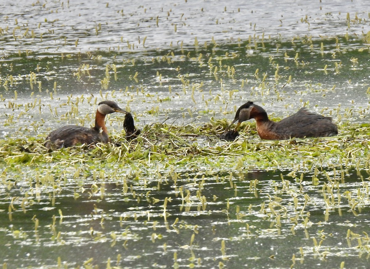 Red-necked Grebe - ML621054525