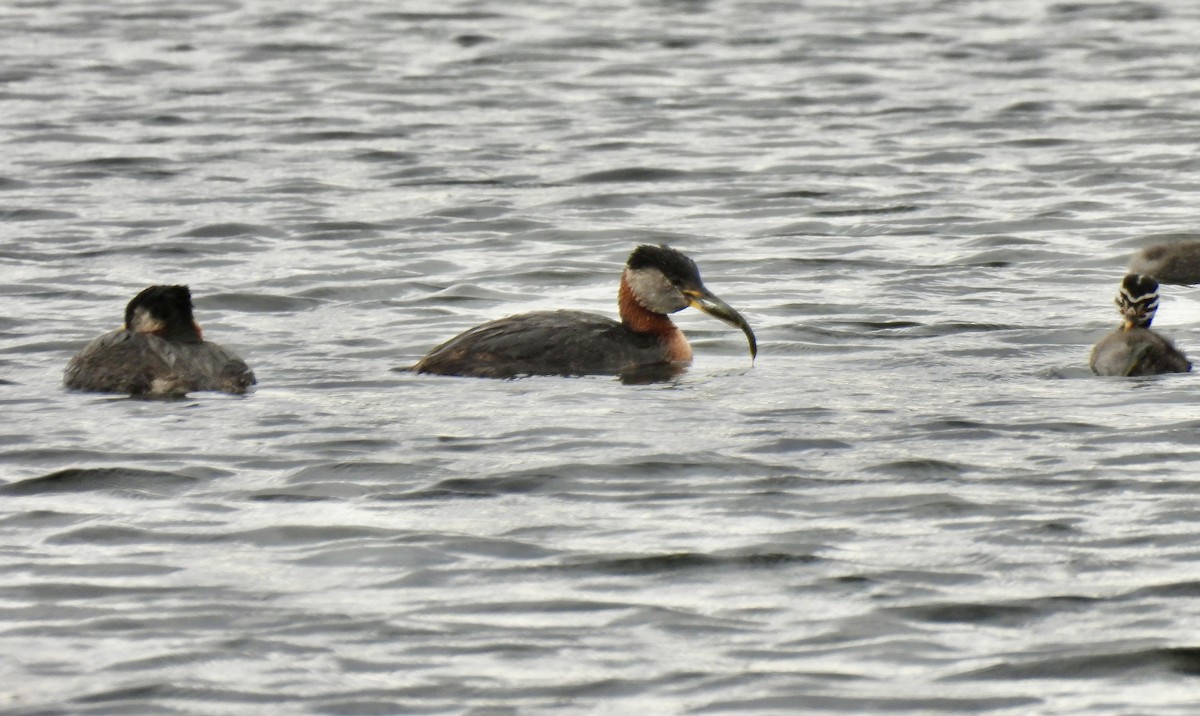 Red-necked Grebe - ML621054527