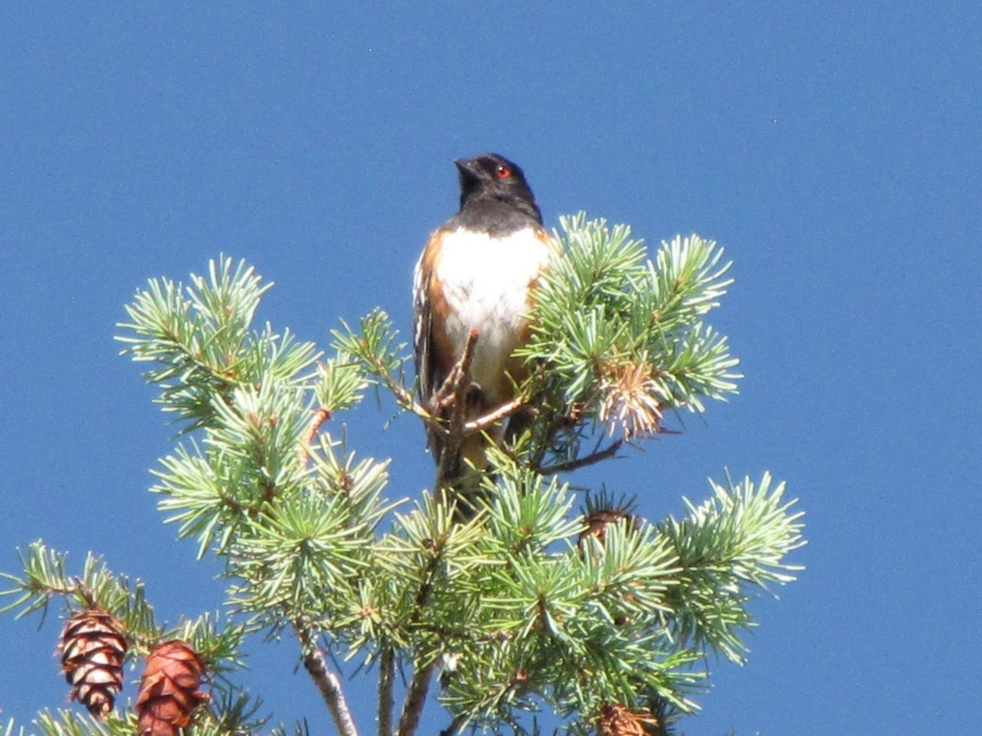 Spotted Towhee - ML621054557
