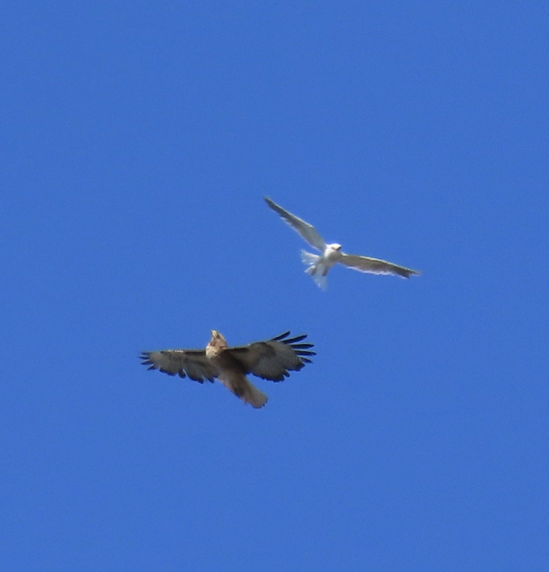 White-tailed Kite - ML621054561