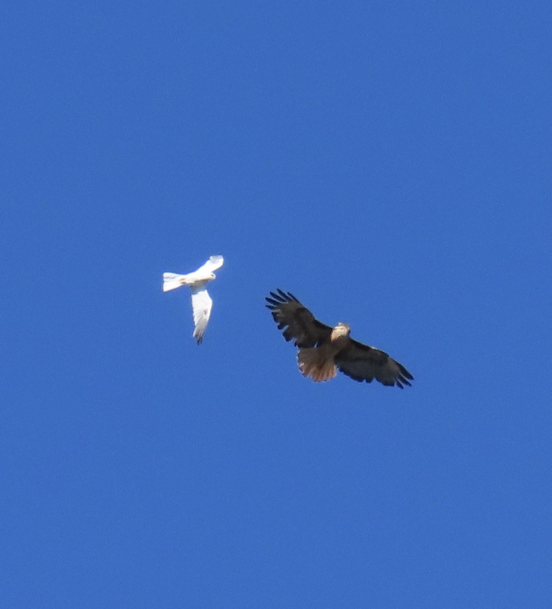 White-tailed Kite - ML621054562