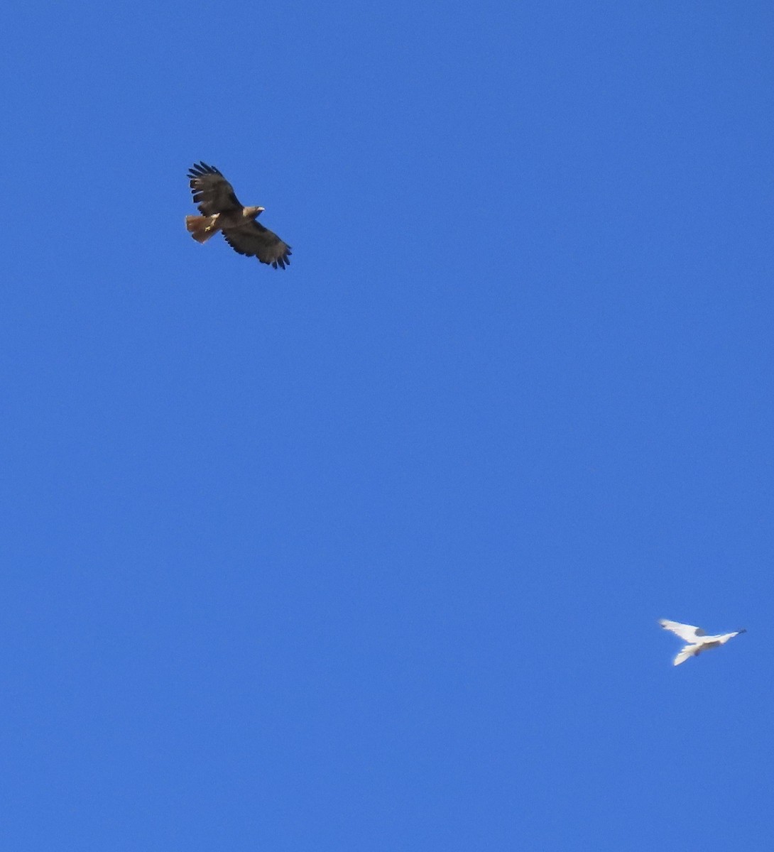 White-tailed Kite - ML621054563