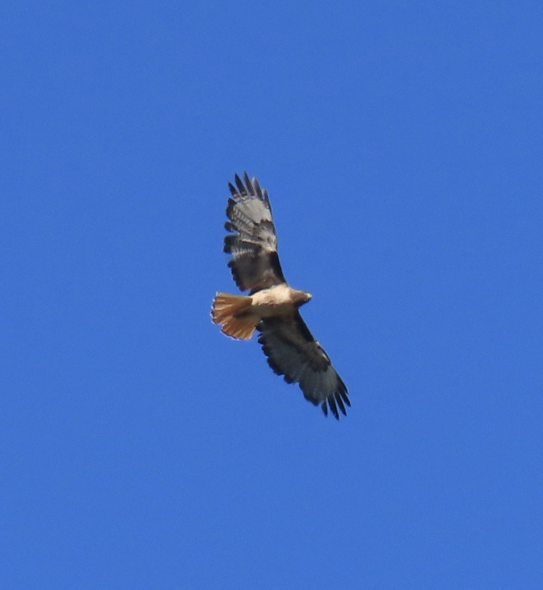 Red-tailed Hawk - ML621054568