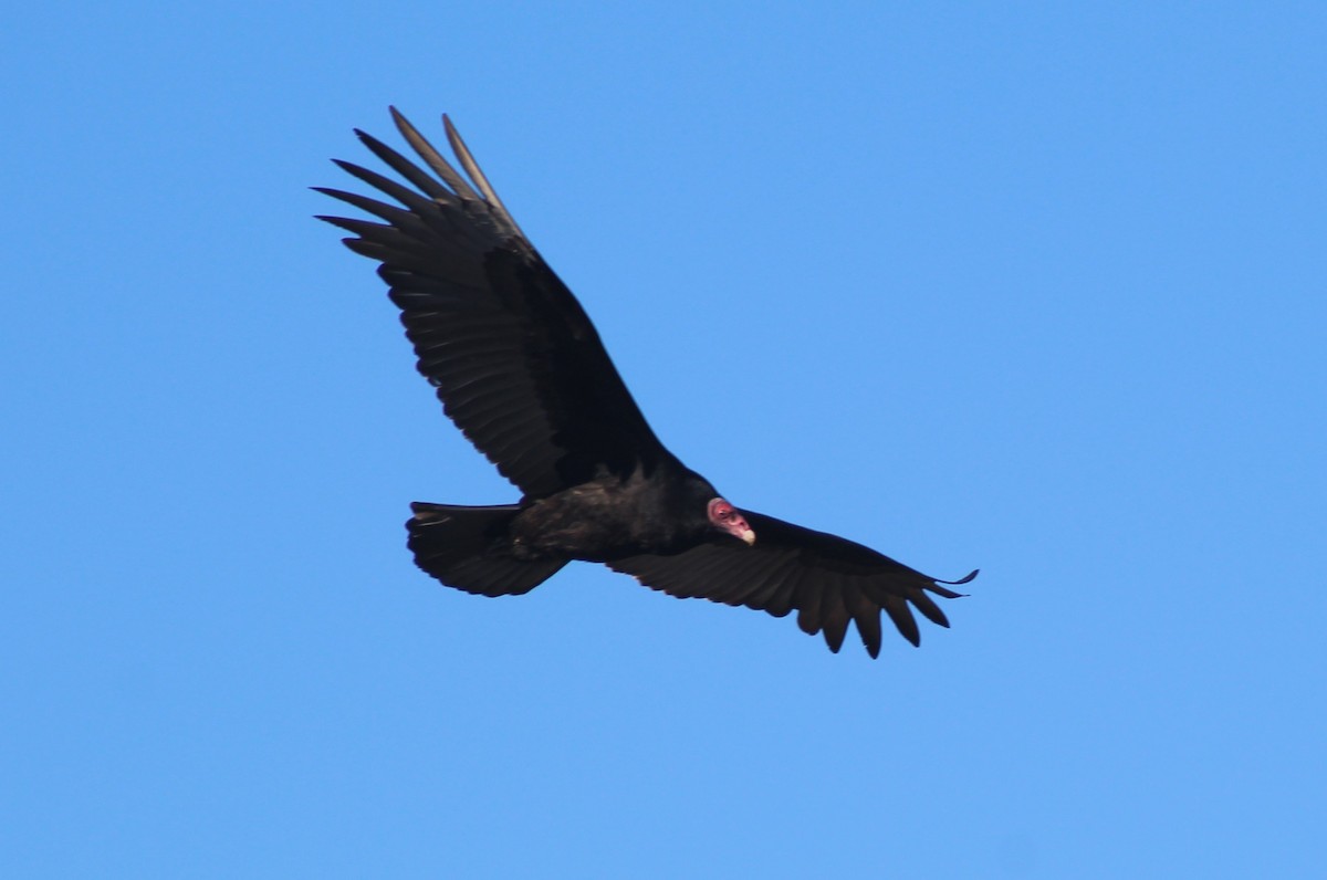 Turkey Vulture - ML621054629