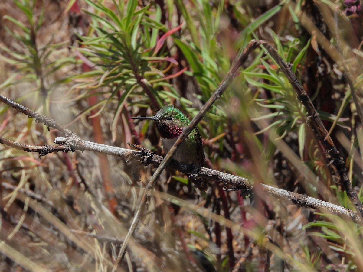 Broad-tailed Hummingbird - ML621054635