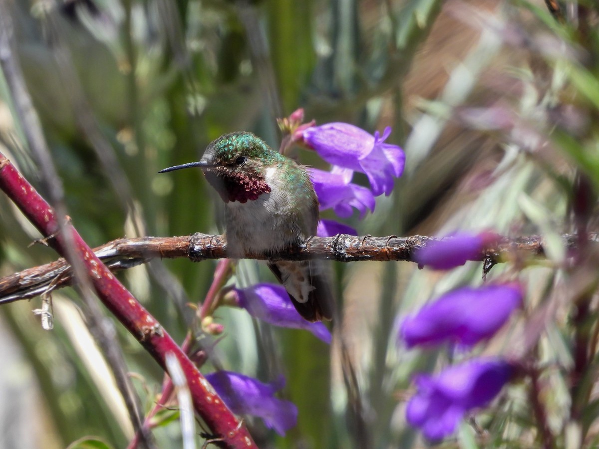 Broad-tailed Hummingbird - ML621054636