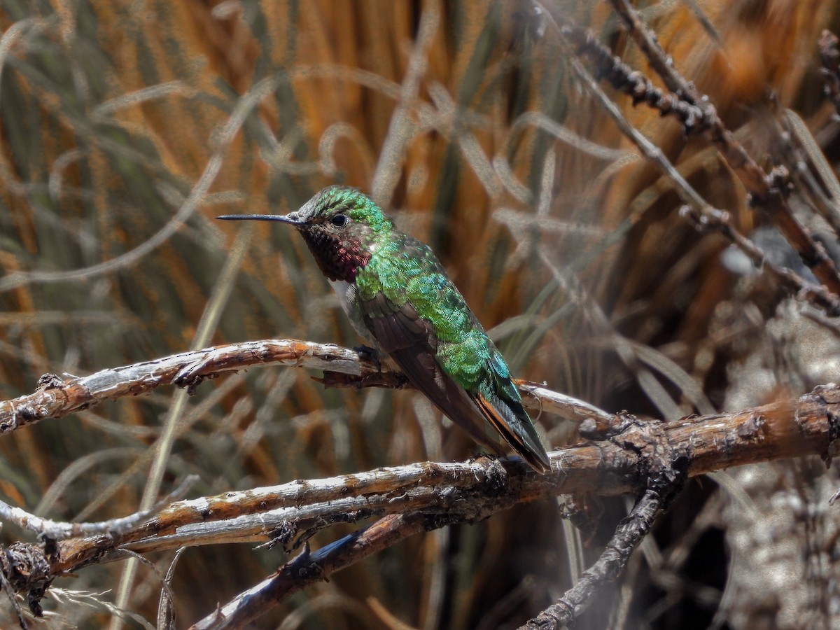 Broad-tailed Hummingbird - ML621054637