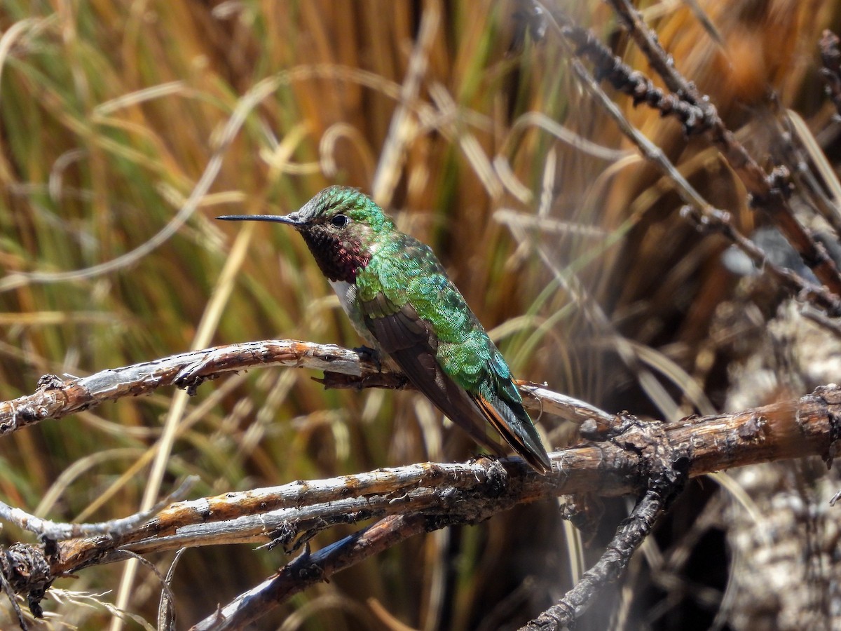 Broad-tailed Hummingbird - ML621054638