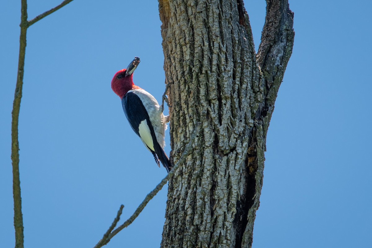 Red-headed Woodpecker - ML621054679