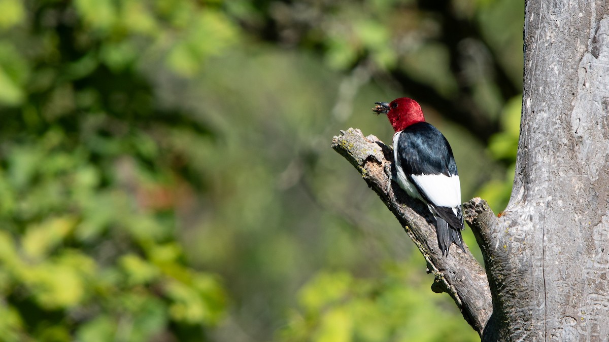 Red-headed Woodpecker - ML621054680
