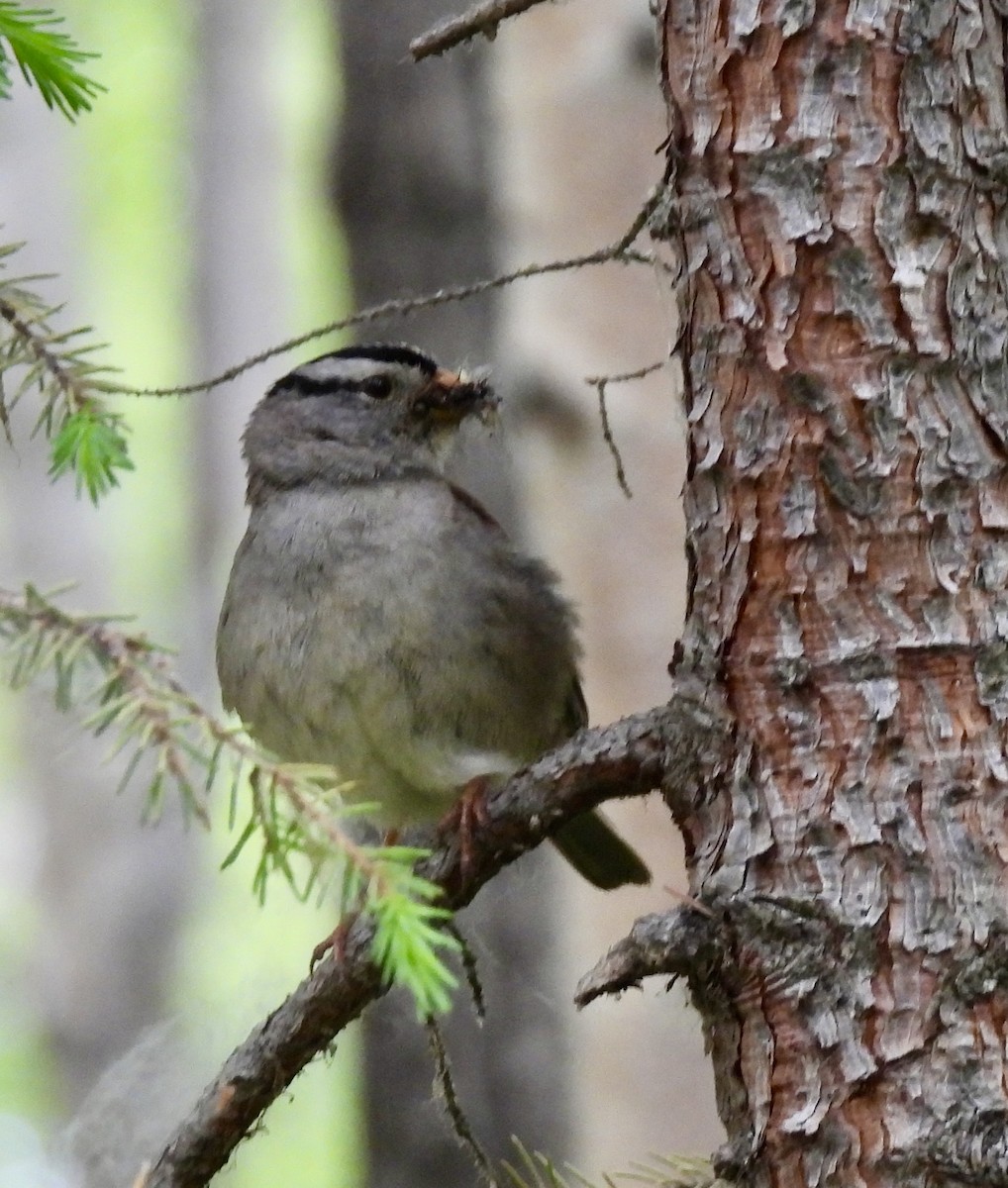 White-crowned Sparrow - ML621054683