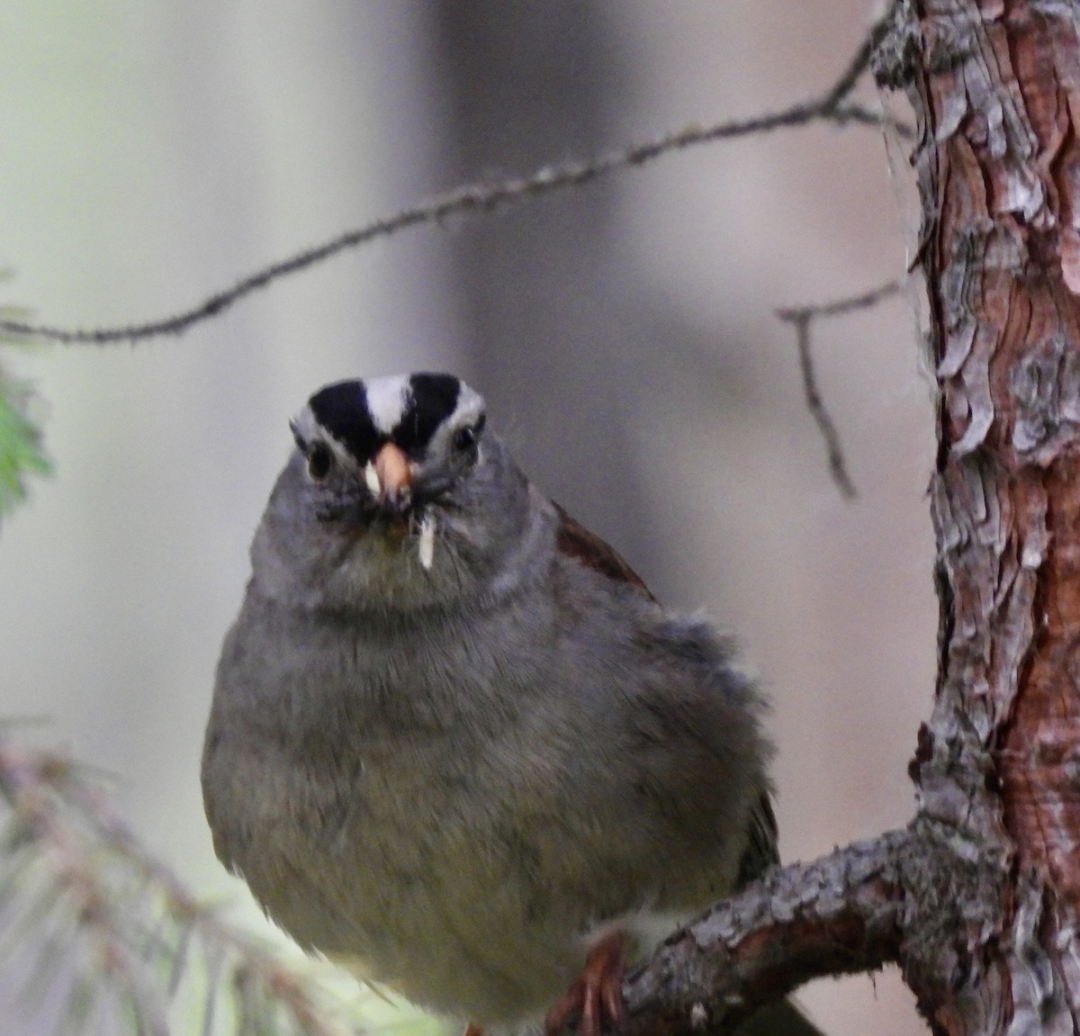 White-crowned Sparrow - ML621054684