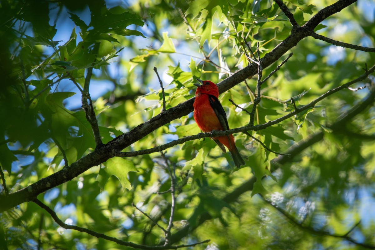Scarlet Tanager - ML621054688