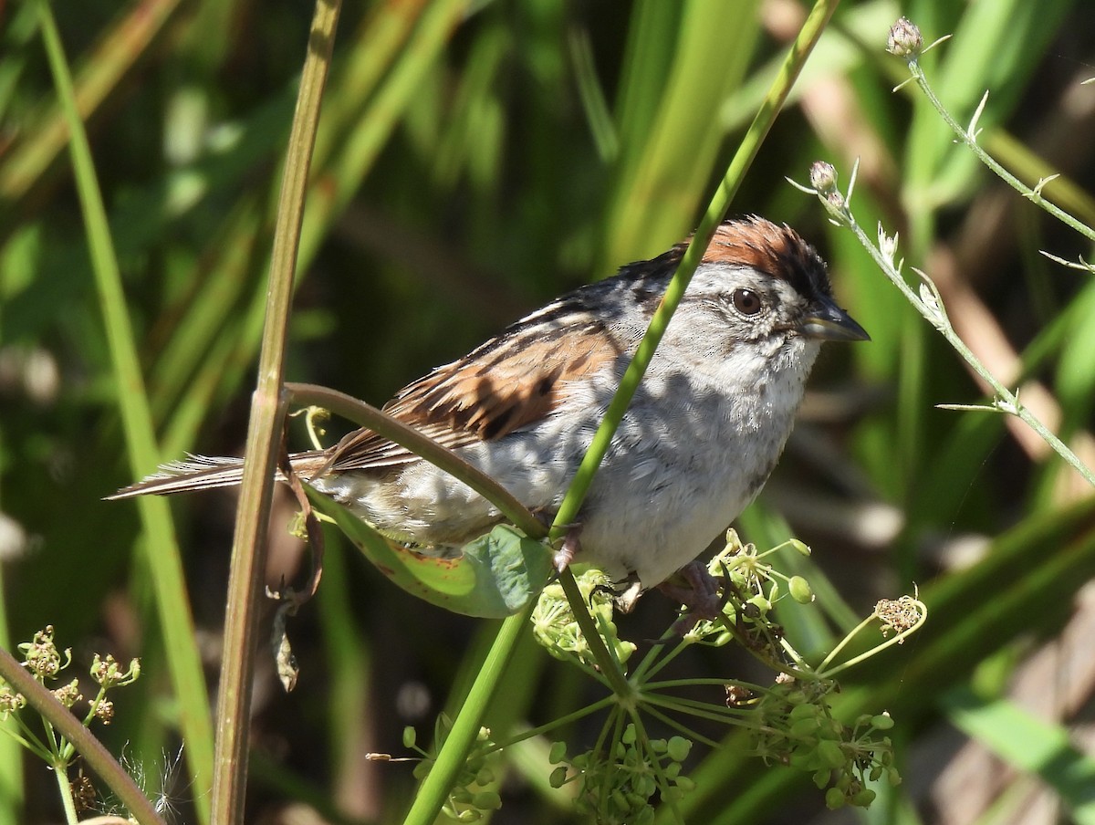 Swamp Sparrow - ML621054712