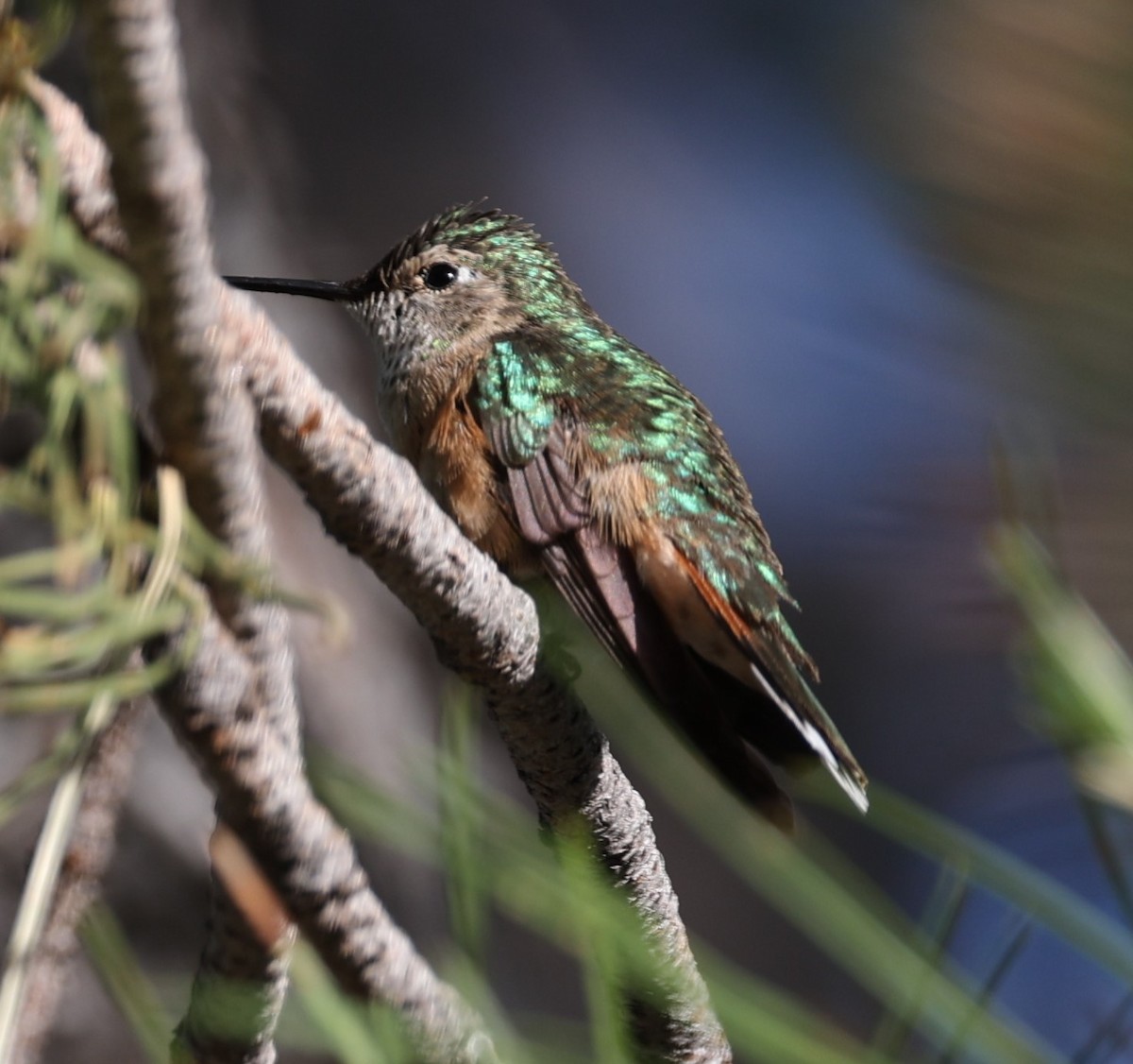 Rufous Hummingbird - ML621054727