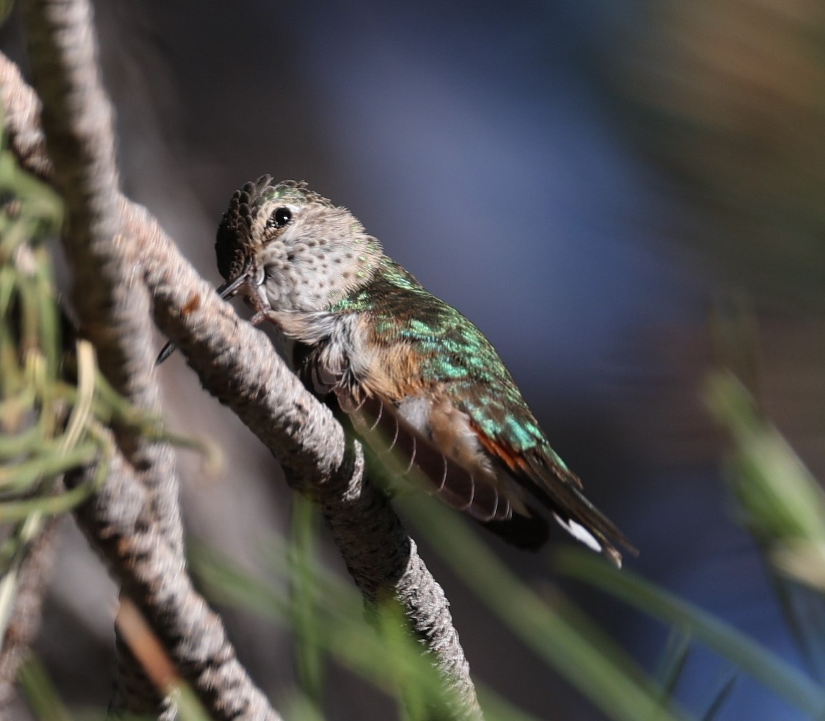 Rufous Hummingbird - ML621054728