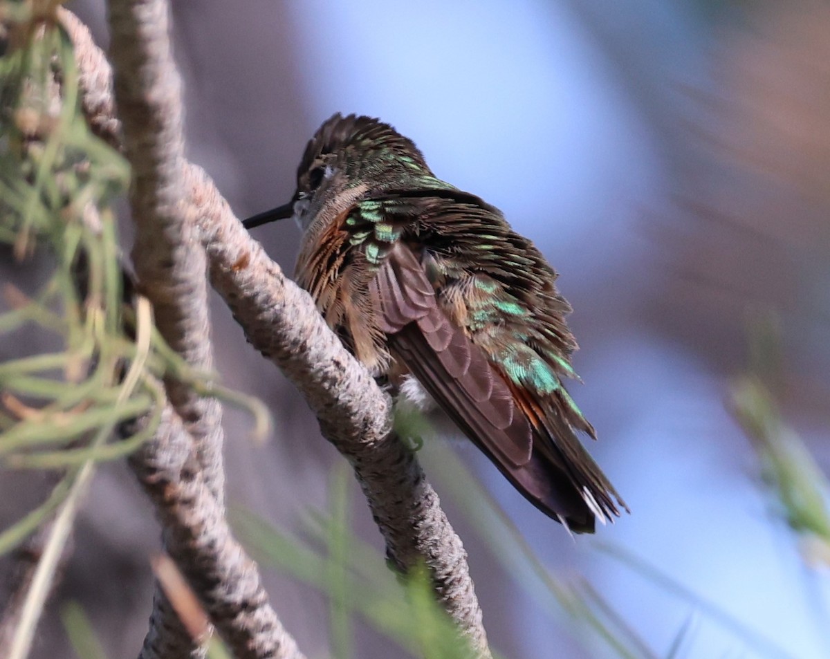 Rufous Hummingbird - ML621054730