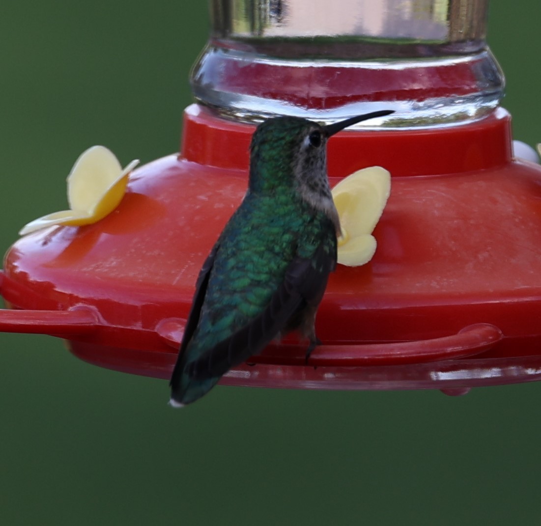 Rufous Hummingbird - ML621054732