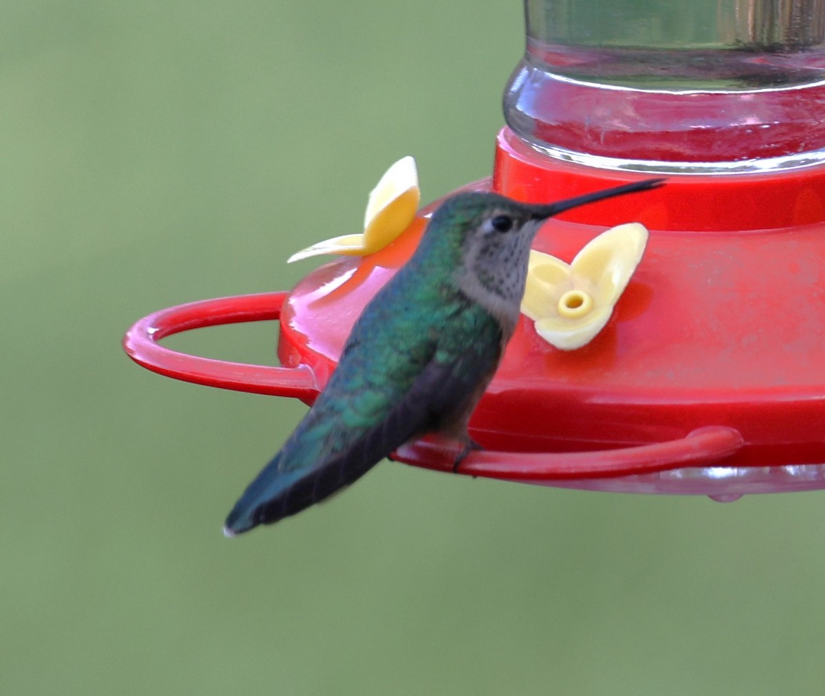 Rufous Hummingbird - ML621054733