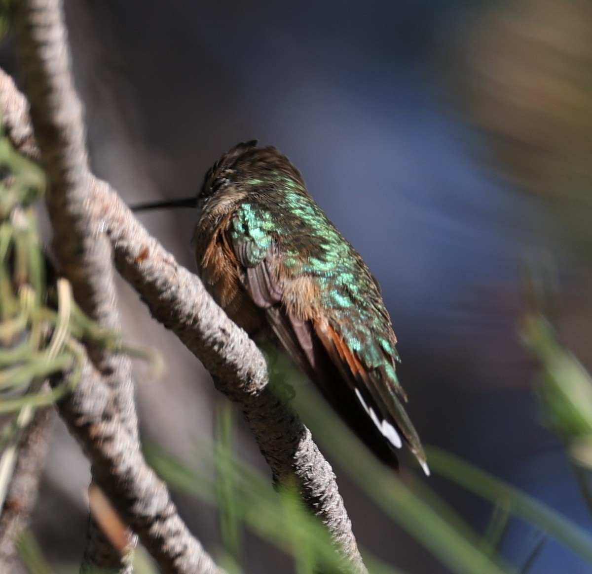 Broad-tailed Hummingbird - David Cunningham