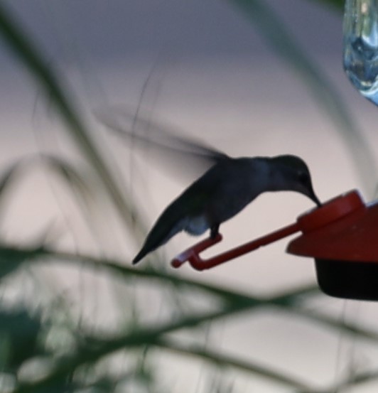 Ruby-throated Hummingbird - ML621054741