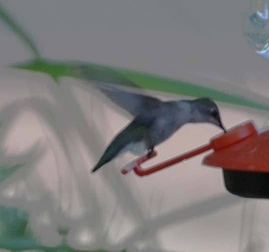 Ruby-throated Hummingbird - ML621054742